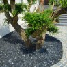 Paillette Ardoise Noire Naturelle