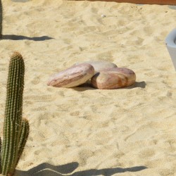 Galet Brossé Géant