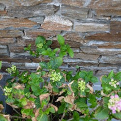 Plaquette Pearl Stone Fix Gneiss