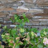 Plaquette Pearl Stone Fix Gneiss